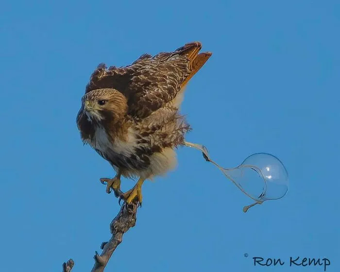 Sometimes When You Snap A Shot As You Think They Are About To Take Flight This Is What You Get. Big Ole Poo Bubble