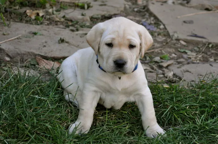 "Whos A Good Boy! Are You A Good Boy?"