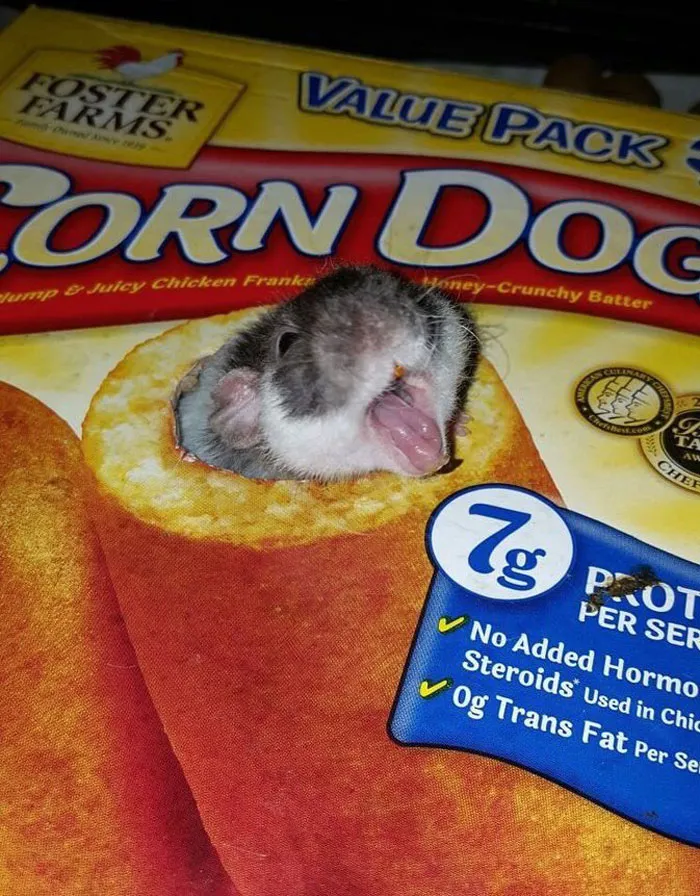 40 Times Rats Were Caught Being So Charming, As Seen On This Dedicated "Legalize Rats" Twitter Page