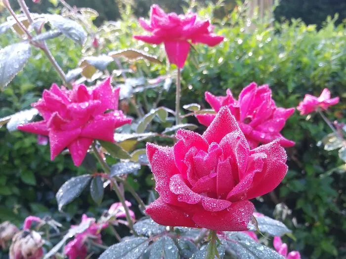 Morning Dew