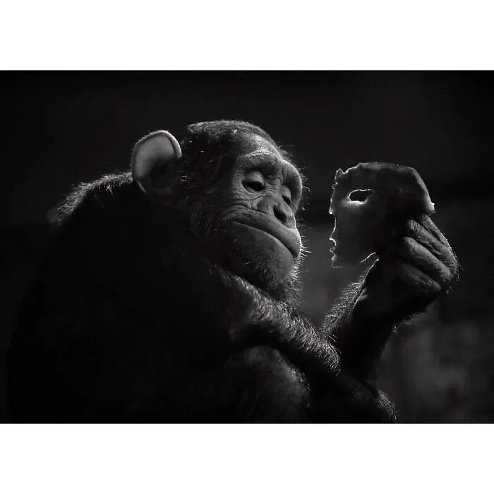 30 Impresionantes fotos de animales compartidas por la revista Decisive Moments