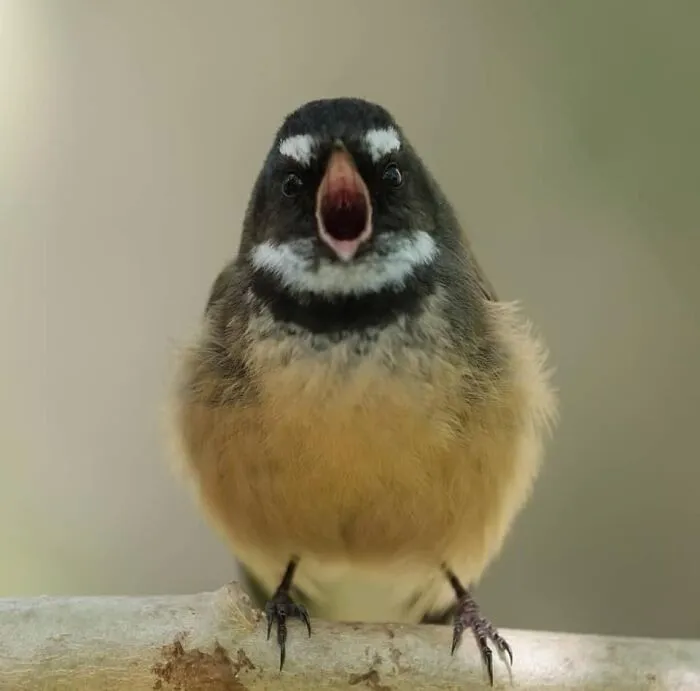 Conseguí una foto de un Pīwakawaka (abanico neozelandés) con el pico abierto y fue una revelación