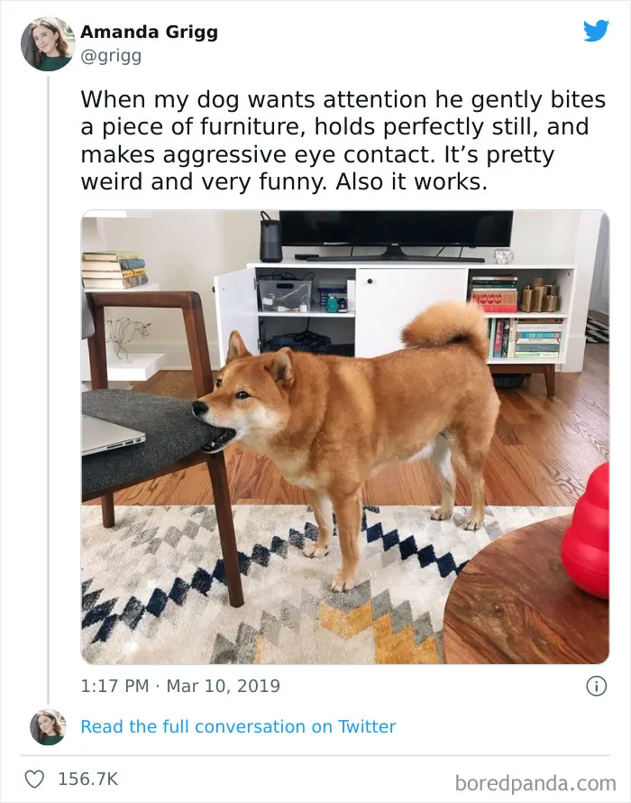 50 Hilariously Spot-On Tweets About Life With Cats And Dogs