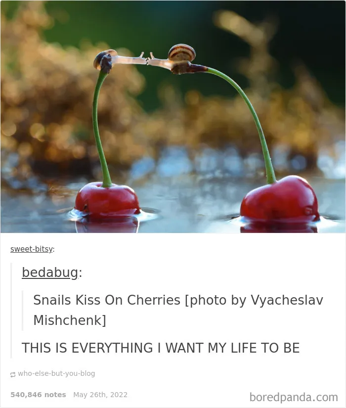 50 Times "The Weird Side Of Tumblr" Didn't Disappoint