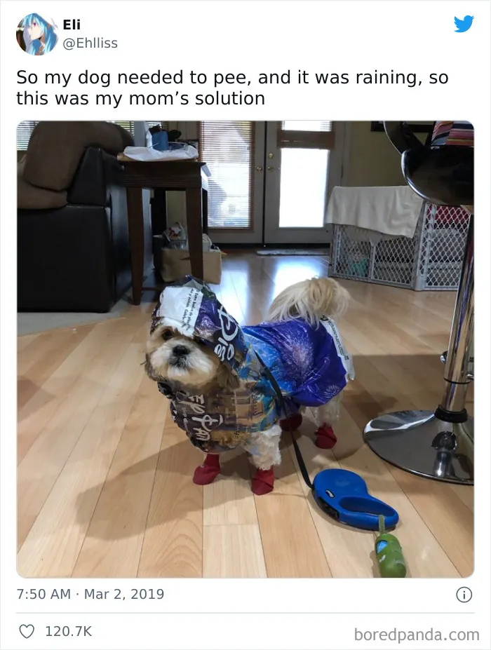 50 Hilariously Spot-On Tweets About Life With Cats And Dogs