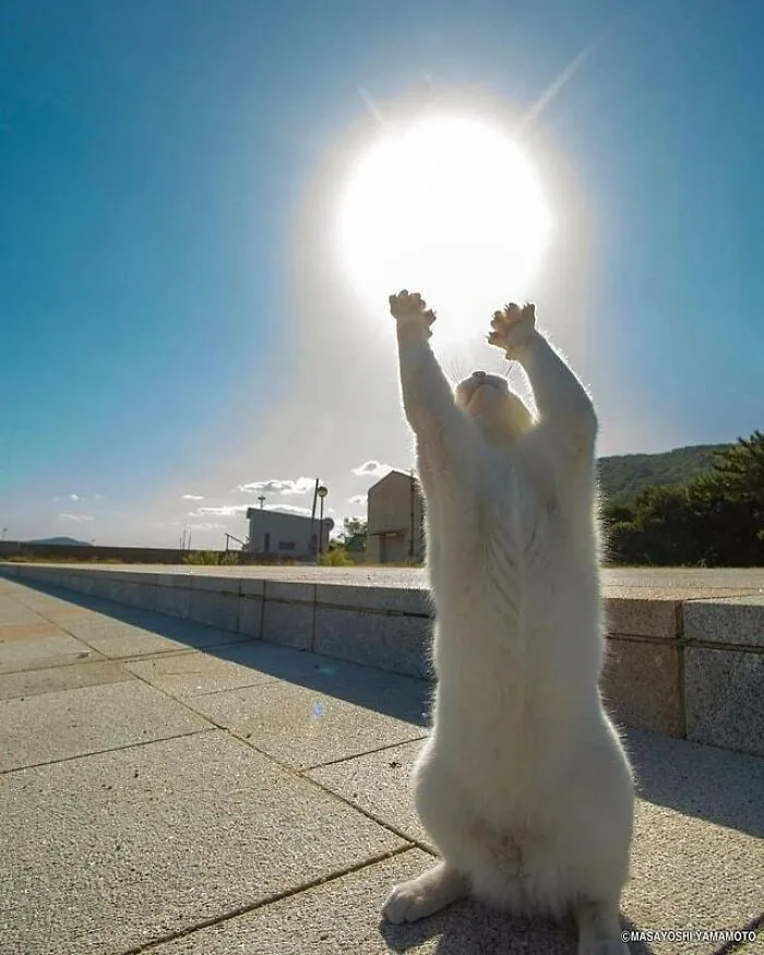 30 Impresionantes fotos de animales compartidas por la revista Decisive Moments