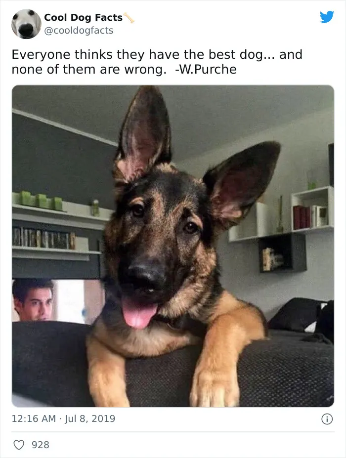 30 Tweets That Show Dogs Are Truly Man's Best Friends, Shared By This Twitter Account Dedicated To Cool Dog Facts