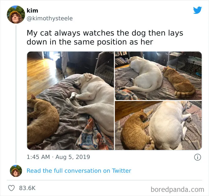 50 Hilariously Spot-On Tweets About Life With Cats And Dogs