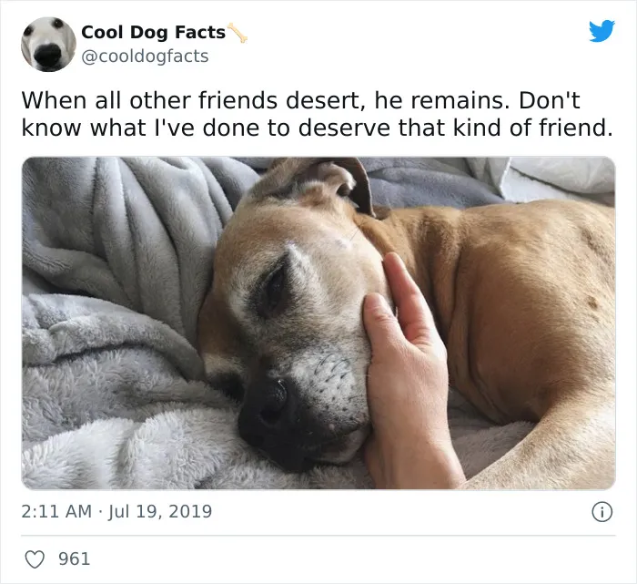 30 Tweets That Show Dogs Are Truly Man's Best Friends, Shared By This Twitter Account Dedicated To Cool Dog Facts