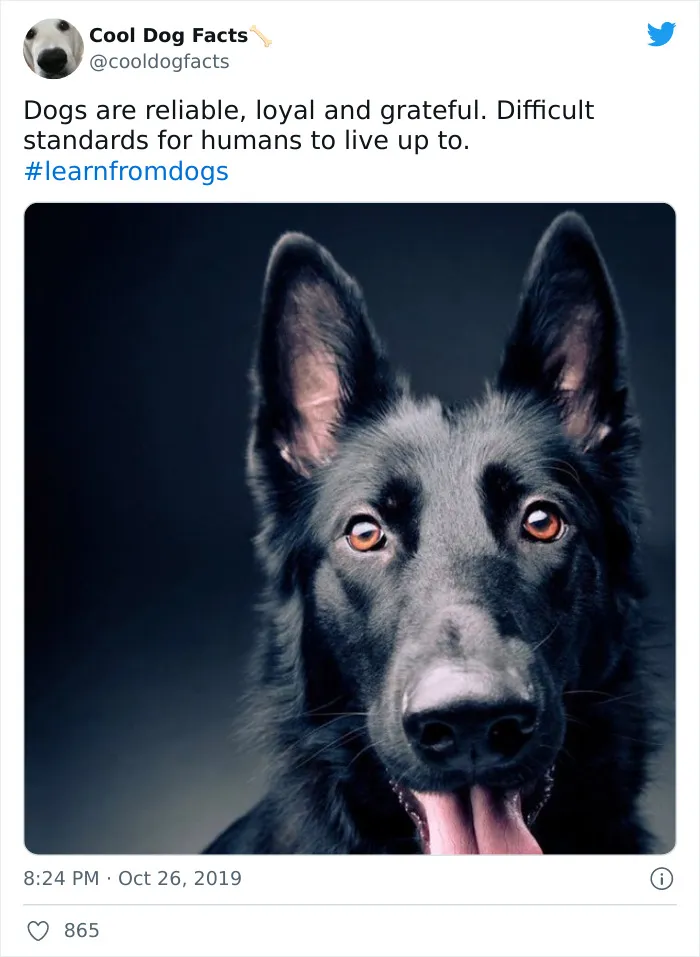 30 Tweets That Show Dogs Are Truly Man's Best Friends, Shared By This Twitter Account Dedicated To Cool Dog Facts