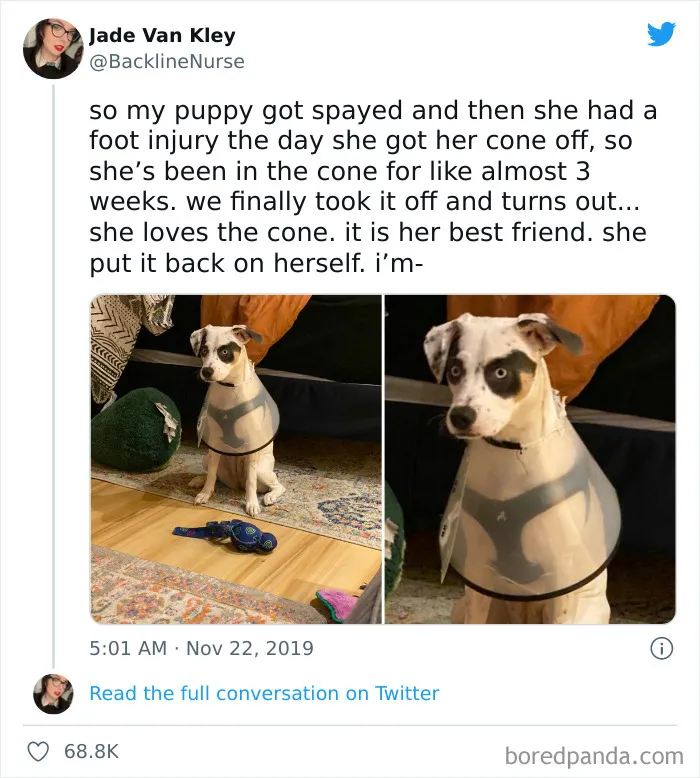 50 Hilariously Spot-On Tweets About Life With Cats And Dogs