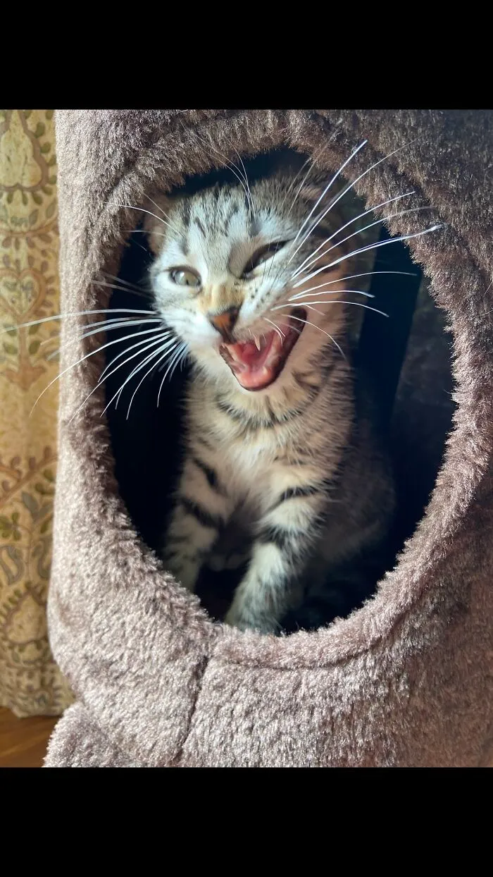 Sneezy Kitty
