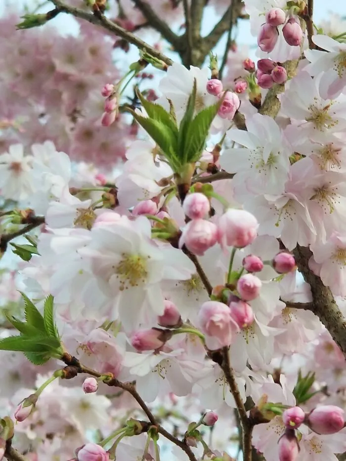 Cherry Blossoms