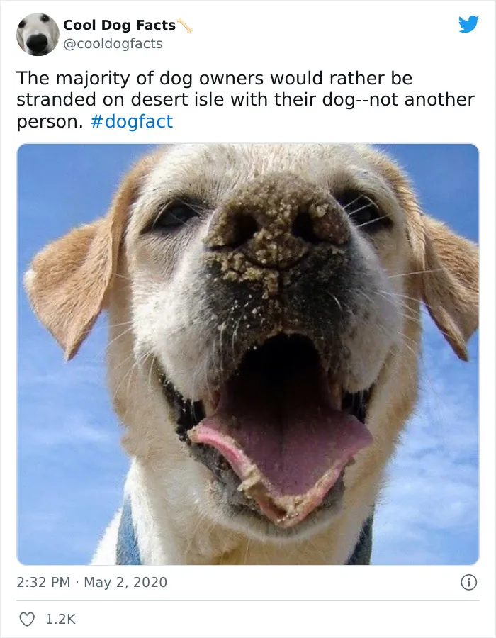 30 Tweets That Show Dogs Are Truly Man's Best Friends, Shared By This Twitter Account Dedicated To Cool Dog Facts