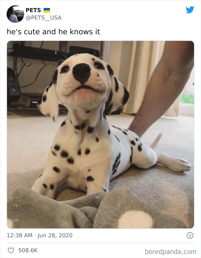 50 Reasons Why Dogs Are Better Than Cats, And Here Are The Pics And Memes To Prove It
