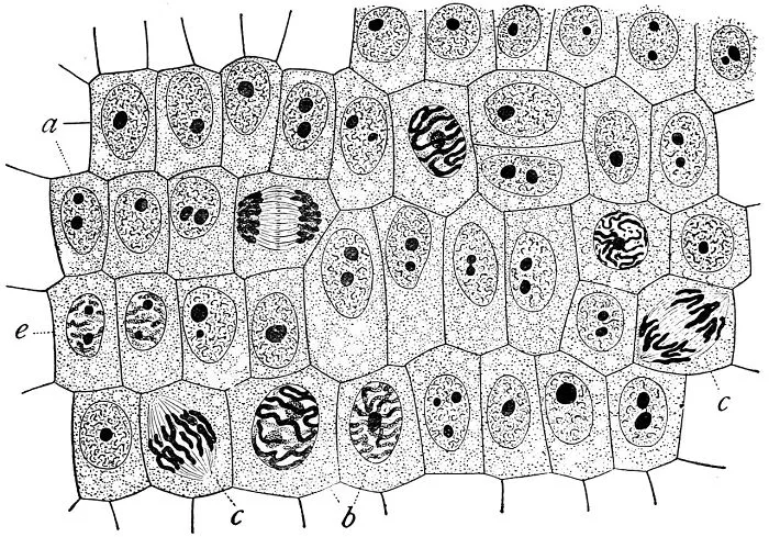 Detailed black and white illustration of human cells in various stages, highlighting disturbing aspects of human bodies.