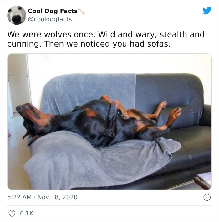 30 Tweets That Show Dogs Are Truly Man's Best Friends, Shared By This Twitter Account Dedicated To Cool Dog Facts