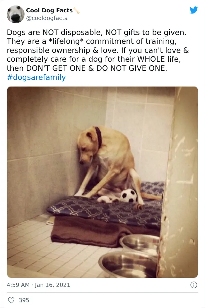 30 Tweets That Show Dogs Are Truly Man's Best Friends, Shared By This Twitter Account Dedicated To Cool Dog Facts