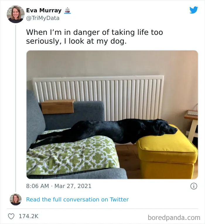 50 Hilariously Spot-On Tweets About Life With Cats And Dogs