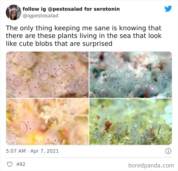 50 Wholesome Memes That Remind Us The World Isn't All Bad
