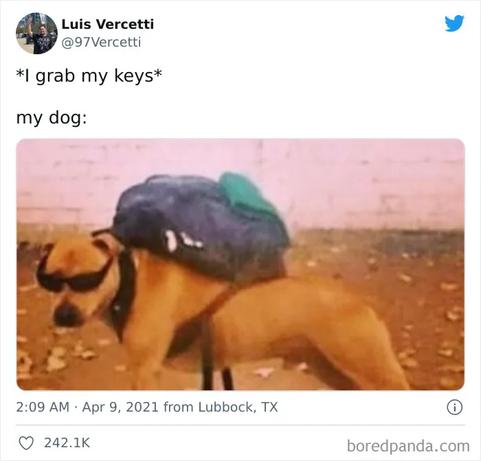 50 Hilariously Spot-On Tweets About Life With Cats And Dogs
