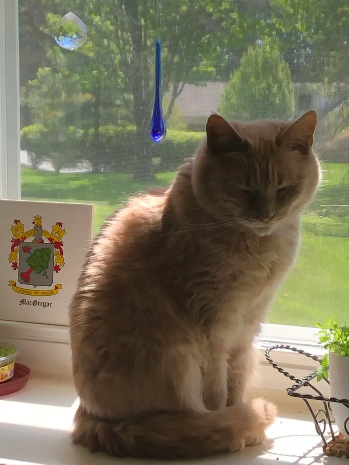 Fighting Sleep In The Sunshiny Window.