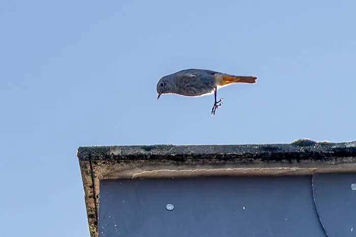 Tiene un pequeño trampolín