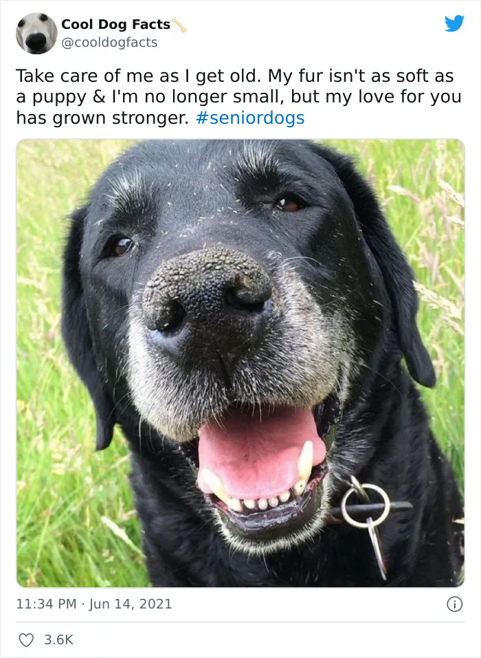 30 Tweets That Show Dogs Are Truly Man's Best Friends, Shared By This Twitter Account Dedicated To Cool Dog Facts