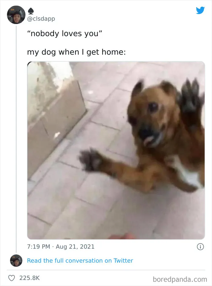 50 Hilariously Spot-On Tweets About Life With Cats And Dogs