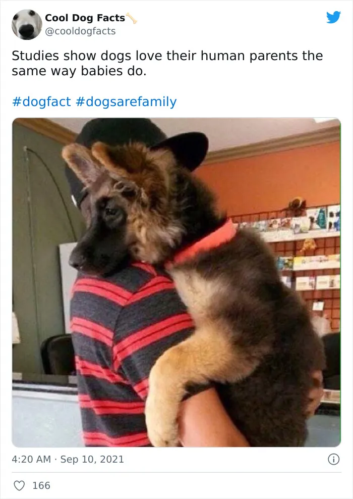 30 Tweets That Show Dogs Are Truly Man's Best Friends, Shared By This Twitter Account Dedicated To Cool Dog Facts