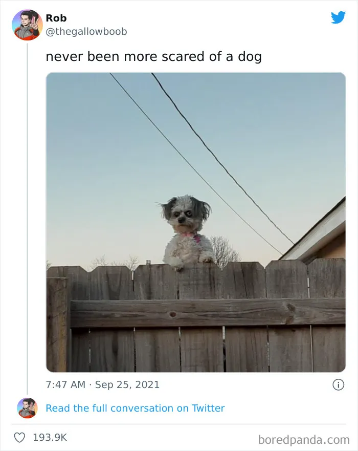50 Hilariously Spot-On Tweets About Life With Cats And Dogs