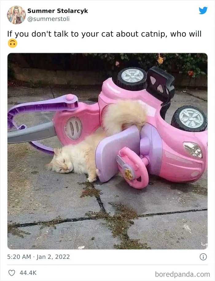 50 Hilariously Spot-On Tweets About Life With Cats And Dogs