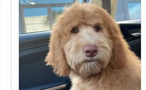 50 Hilariously Spot-On Tweets About Life With Cats And Dogs