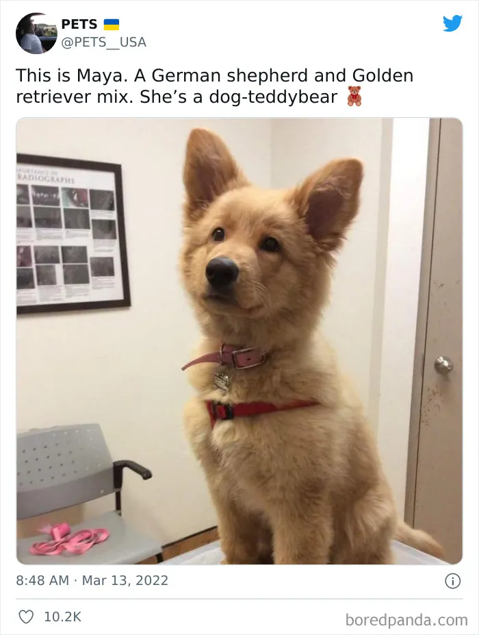 50 Reasons Why Dogs Are Better Than Cats, And Here Are The Pics And Memes To Prove It