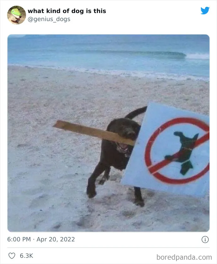 "¿Qué clase de perro es este?": 30 fotos de perros tontorrones que había que compartir