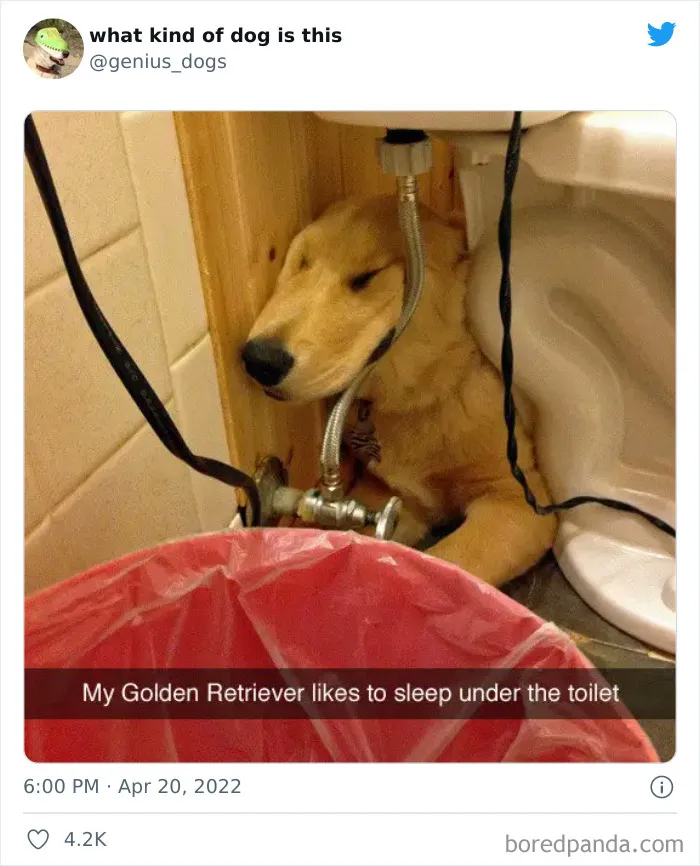 "What Kind Of Dog Is This": 35 Pics Of Goofy Dogs That People Just Had To Share
