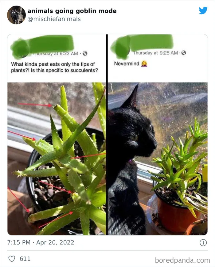 50 Times Animals Acted So Hilariously Devious, They Ended Up Being Shared On The "Animals Going Goblin Mode" Twitter Account