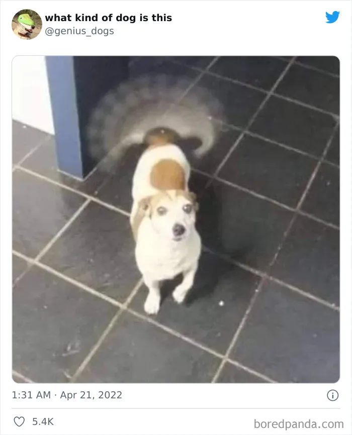 "¿Qué clase de perro es este?": 30 fotos de perros tontorrones que había que compartir