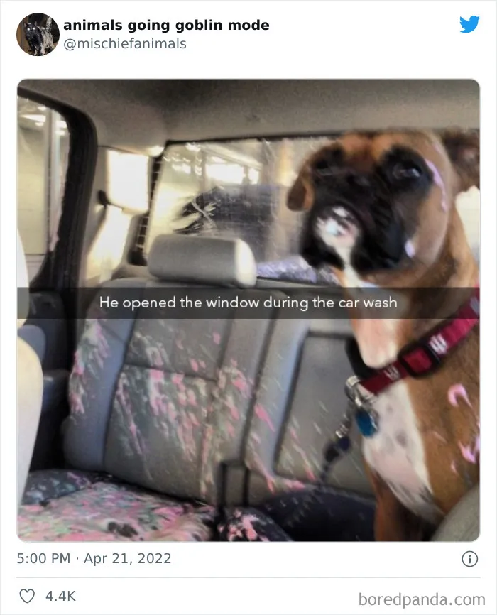 50 Times Animals Acted So Hilariously Devious, They Ended Up Being Shared On The "Animals Going Goblin Mode" Twitter Account