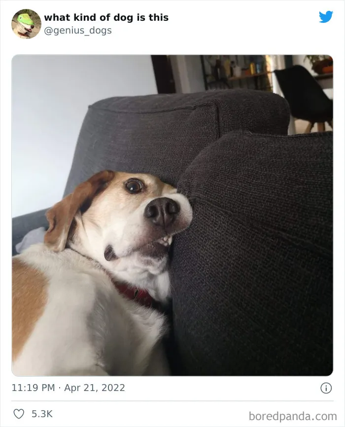 "¿Qué clase de perro es este?": 30 fotos de perros tontorrones que había que compartir