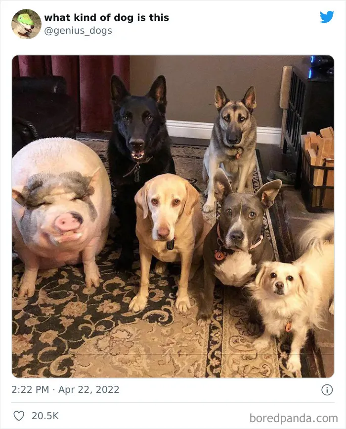 "¿Qué clase de perro es este?": 30 fotos de perros tontorrones que había que compartir