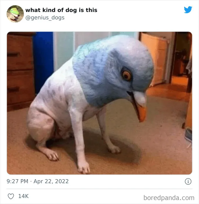 "What Kind Of Dog Is This": 35 Pics Of Goofy Dogs That People Just Had To Share