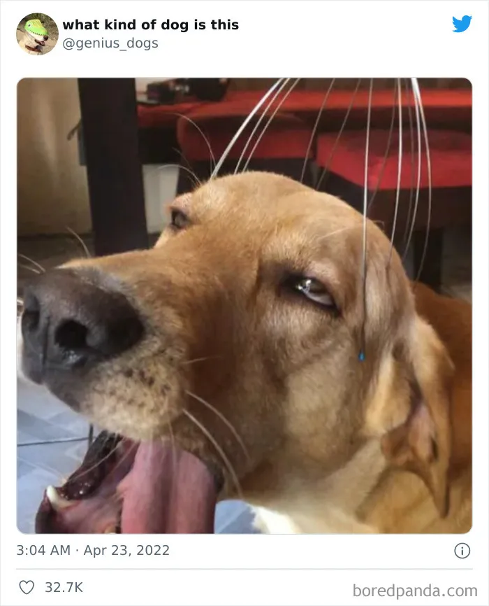 "¿Qué clase de perro es este?": 30 fotos de perros tontorrones que había que compartir