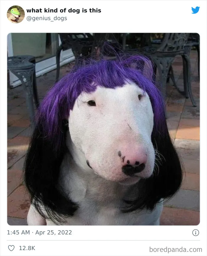 "¿Qué clase de perro es este?": 30 fotos de perros tontorrones que había que compartir