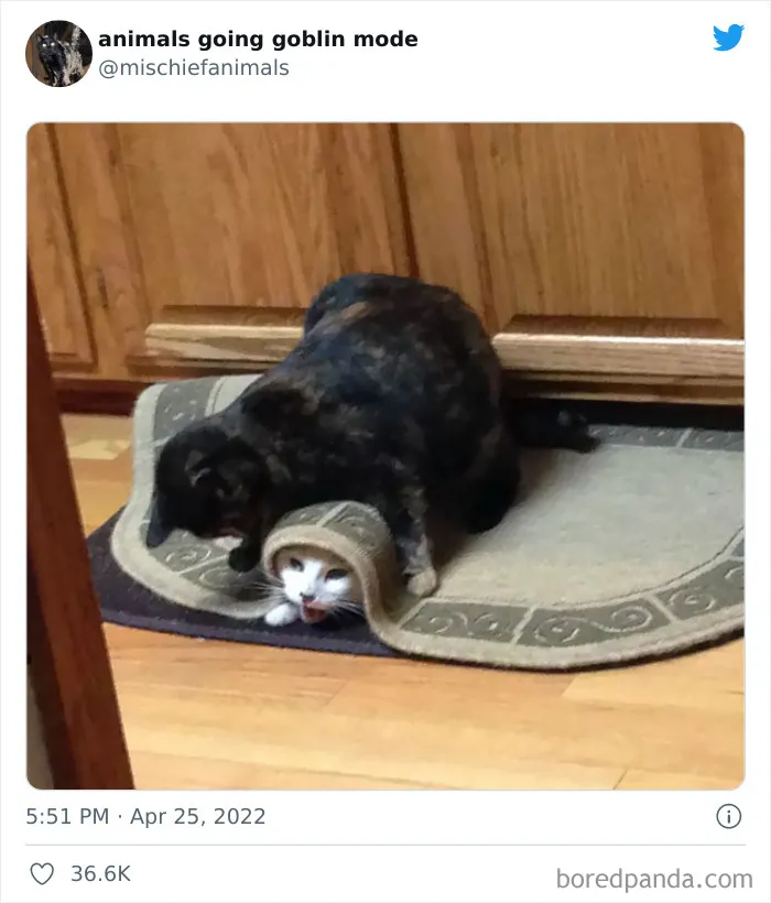 50 Times Animals Acted So Hilariously Devious, They Ended Up Being Shared On The "Animals Going Goblin Mode" Twitter Account