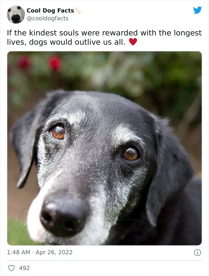 30 Tweets That Show Dogs Are Truly Man's Best Friends, Shared By This Twitter Account Dedicated To Cool Dog Facts
