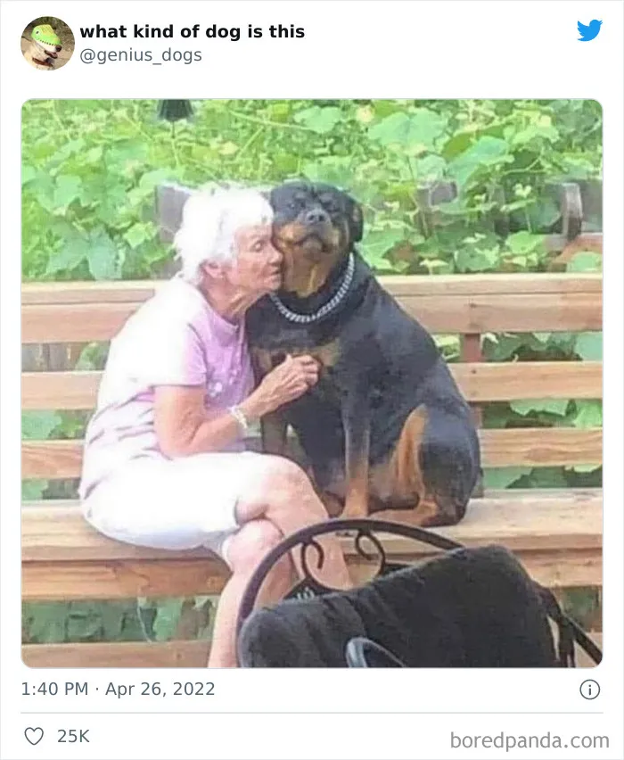 "¿Qué clase de perro es este?": 30 fotos de perros tontorrones que había que compartir