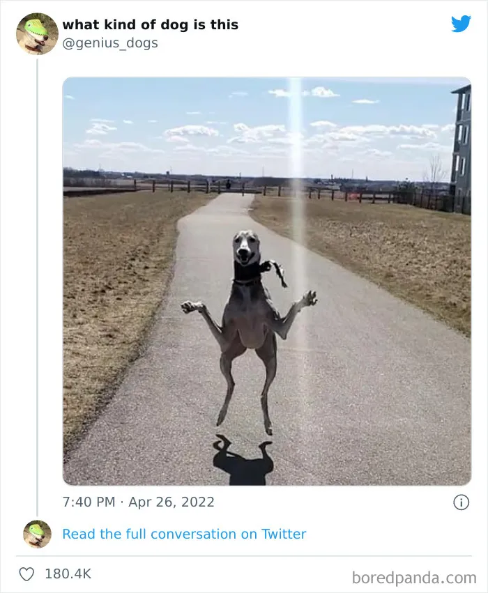 "¿Qué clase de perro es este?": 30 fotos de perros tontorrones que había que compartir