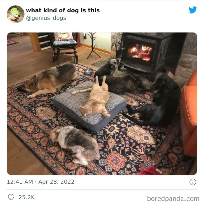 "¿Qué clase de perro es este?": 30 fotos de perros tontorrones que había que compartir