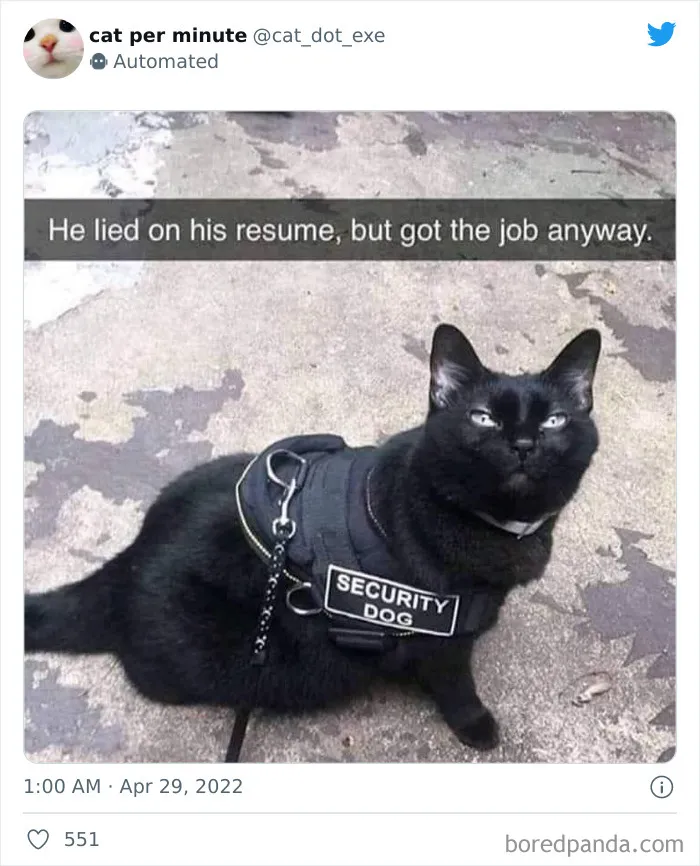 50 Hilariously Spot-On Tweets About Life With Cats And Dogs